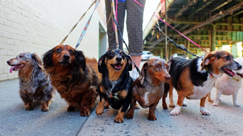 Hundewärmer, der mit einer Gruppe von Hunden spazieren geht