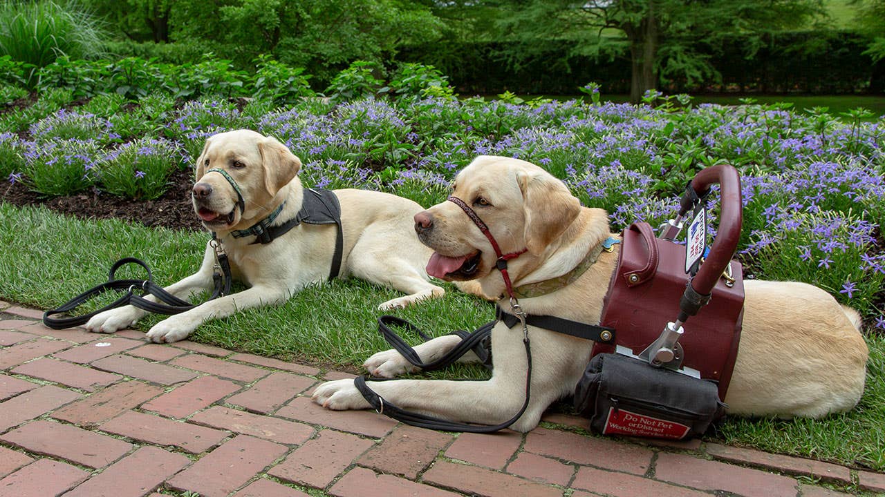 how to train a dog as a service dog