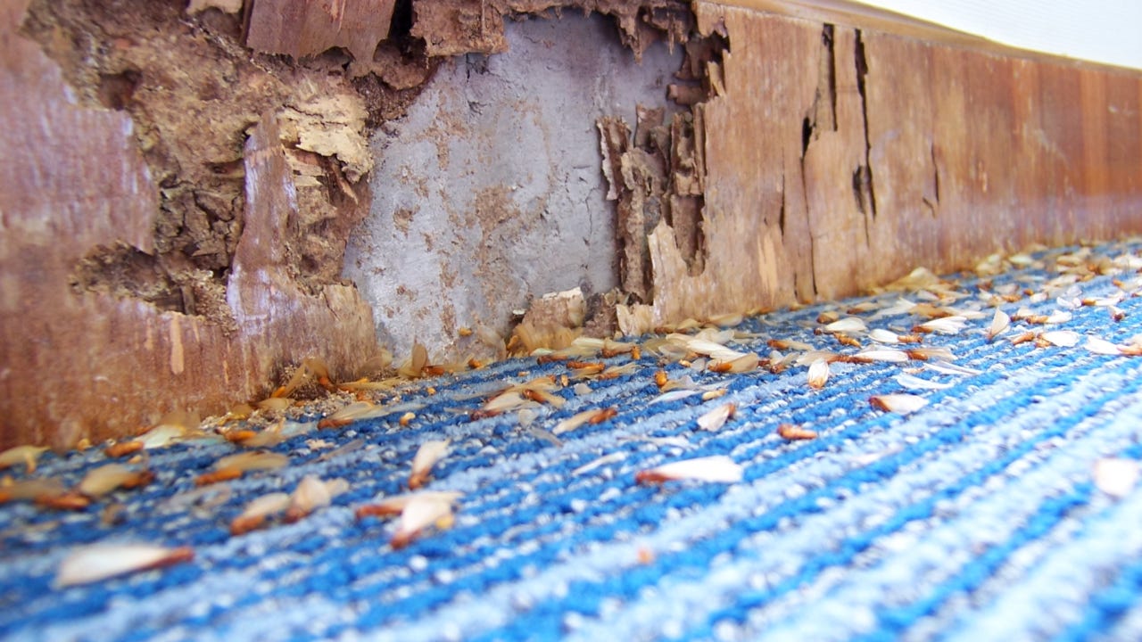 tenting a house for termites cost