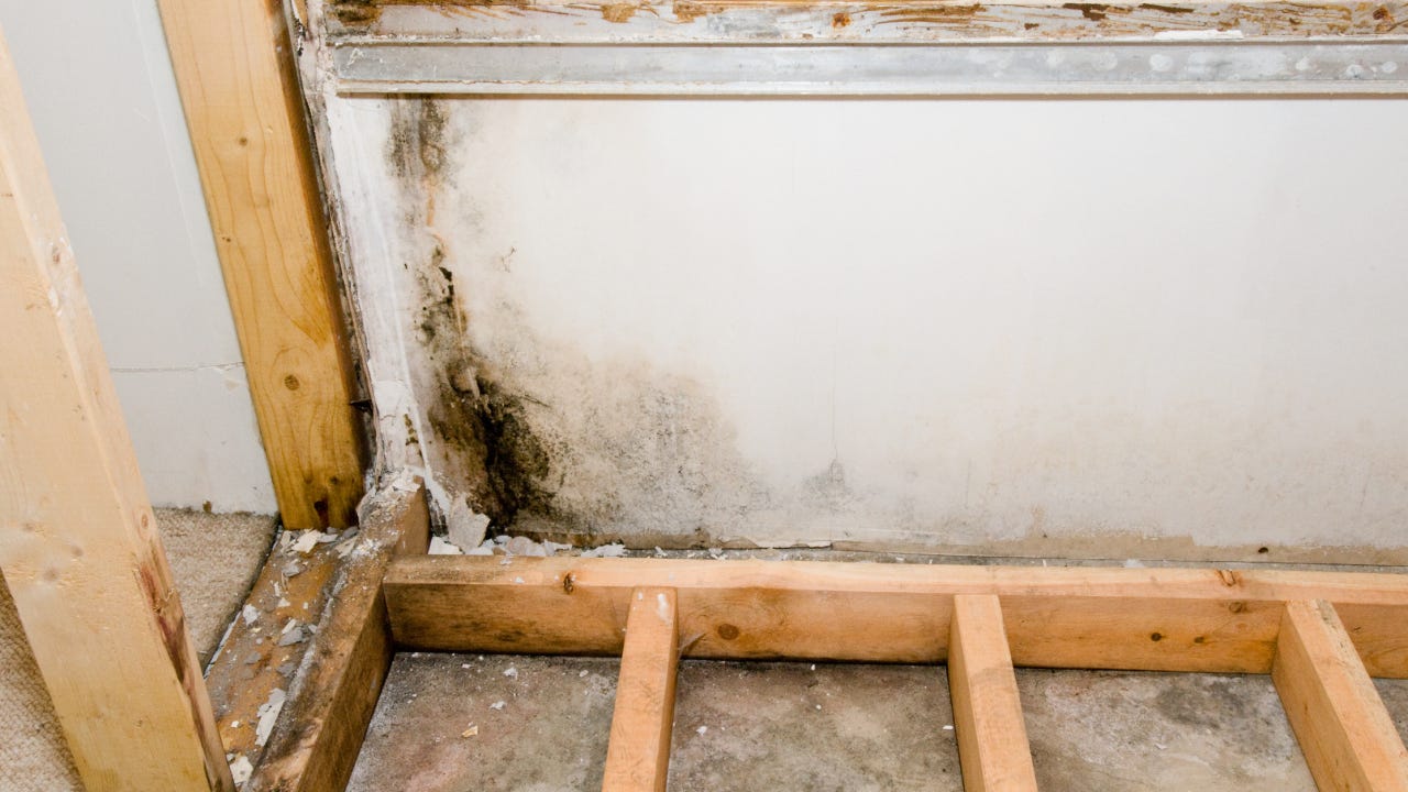 Can I Stay In My House With Black Mold - Avalon Home Inspections