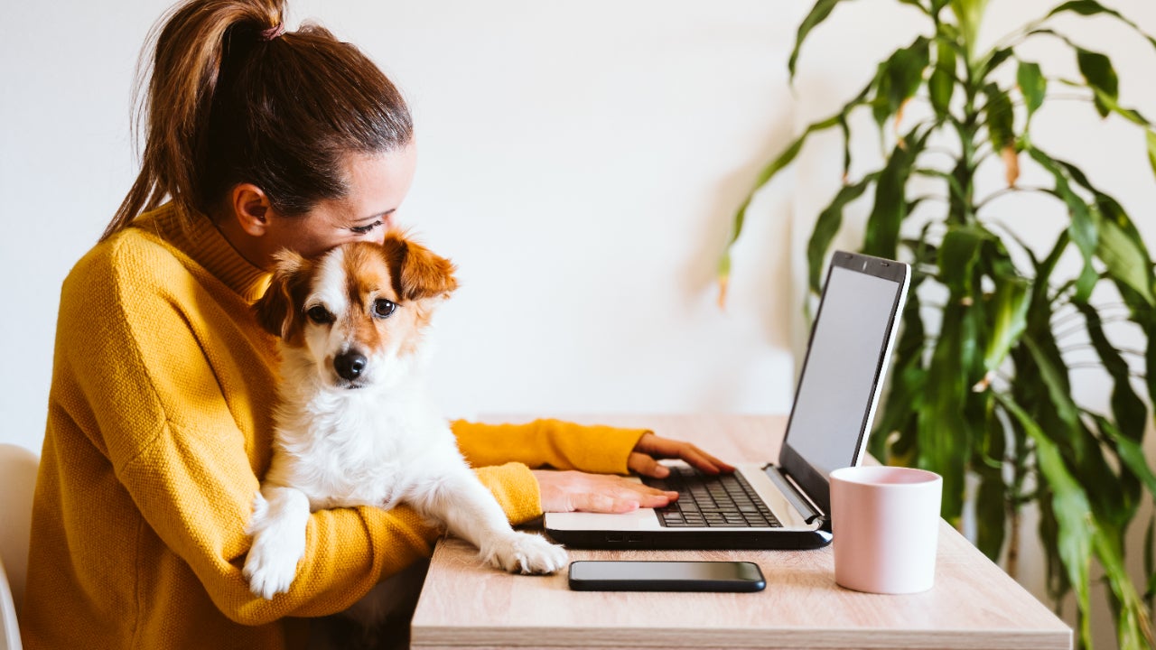 Person looking on computer, with dog.