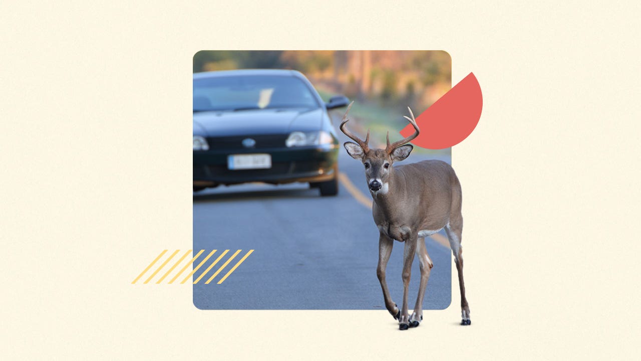 deer hits car driver in south carolina