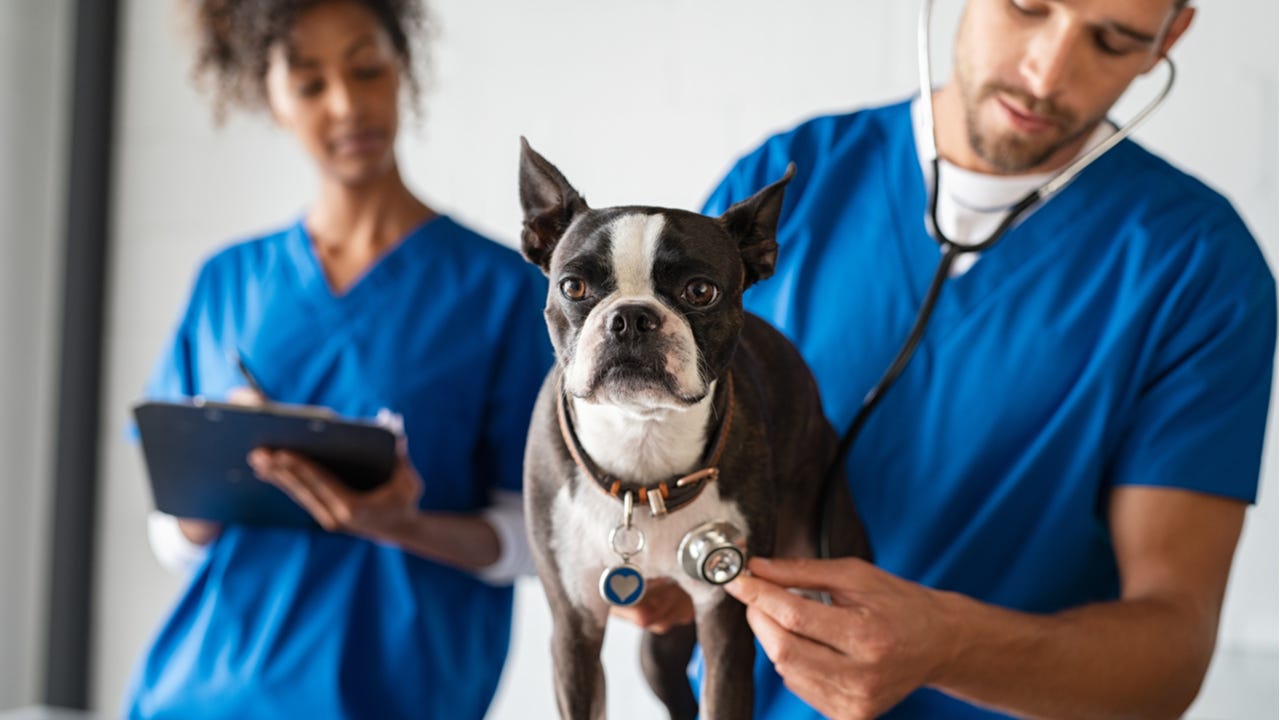 How Much Does It Cost To Become A Veterinarian INFOLEARNERS