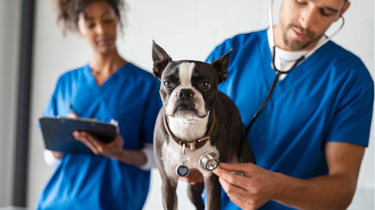 How Much Does It Cost To Go To Vet School INFOLEARNERS