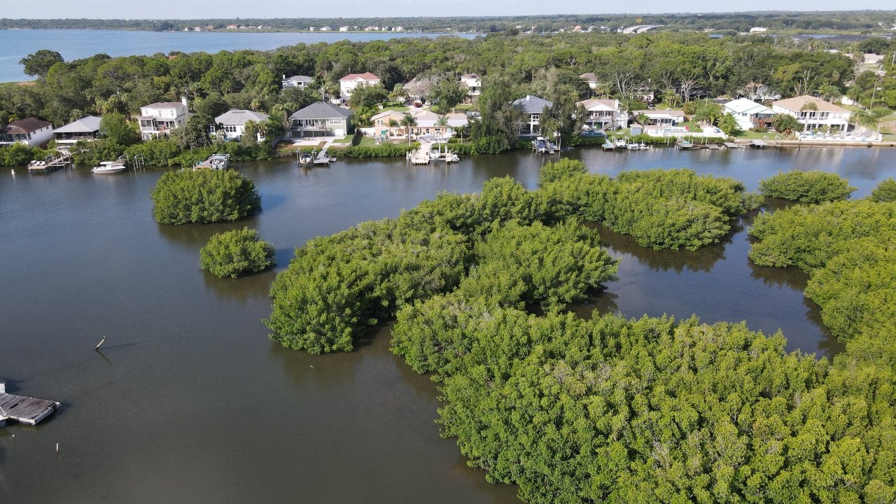 An aerial of mangroves environmental drone view