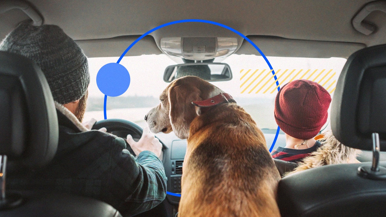 Dog sitting in backseat of car.