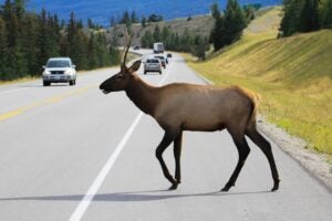 deer walking in road with cars in background