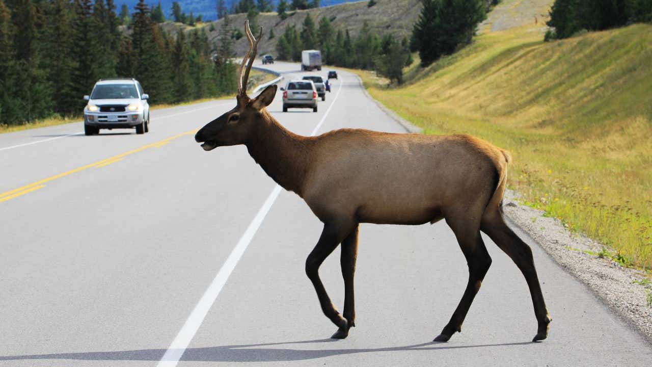 deer walking in road with cars in background