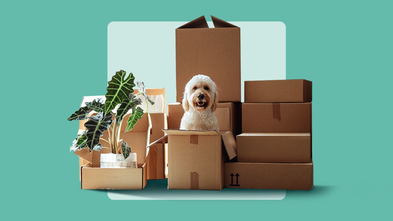 photo illustration of moving boxes and white dog