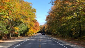 Car driving down forested highway during the day