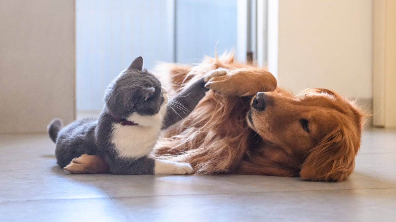 Is Pet Insurance Worth The Cost? | Bankrate