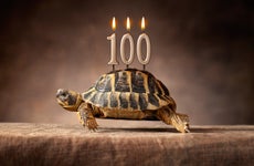 Tortoise turns 100 years old.