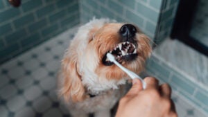 Brush dog's teeth