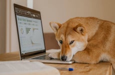 Dog at laptop