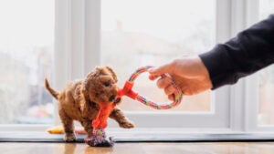 Cute puppy is playing tug with a toy