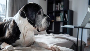 A senior Great dane resting on the couch at home