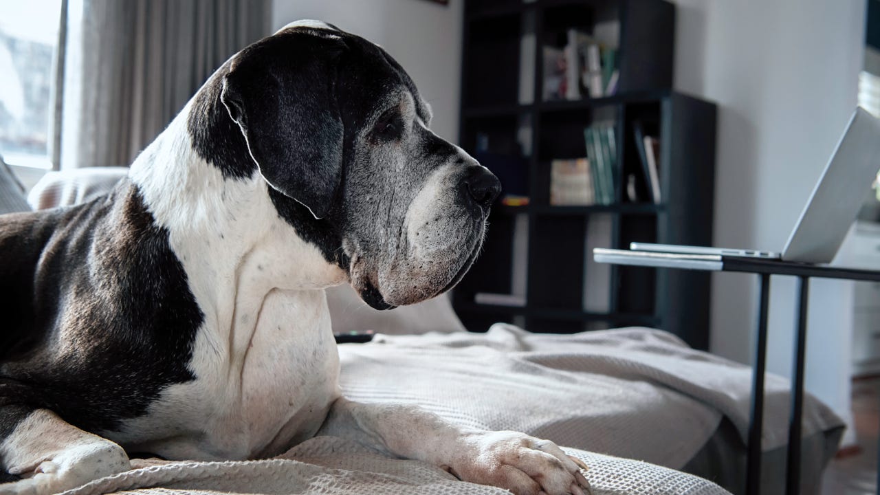 A senior Great dane resting on the couch at home