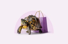 Turtle with shopping bag