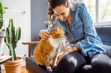 A cat and its owner sitting on a couch