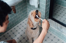 Cleaning a dog’s teeth with a toothbursh