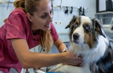 Dog being examined by a veterinarian