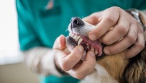 Close up of unrecognizable veterinarian examining dog's teeth at animal hospital.