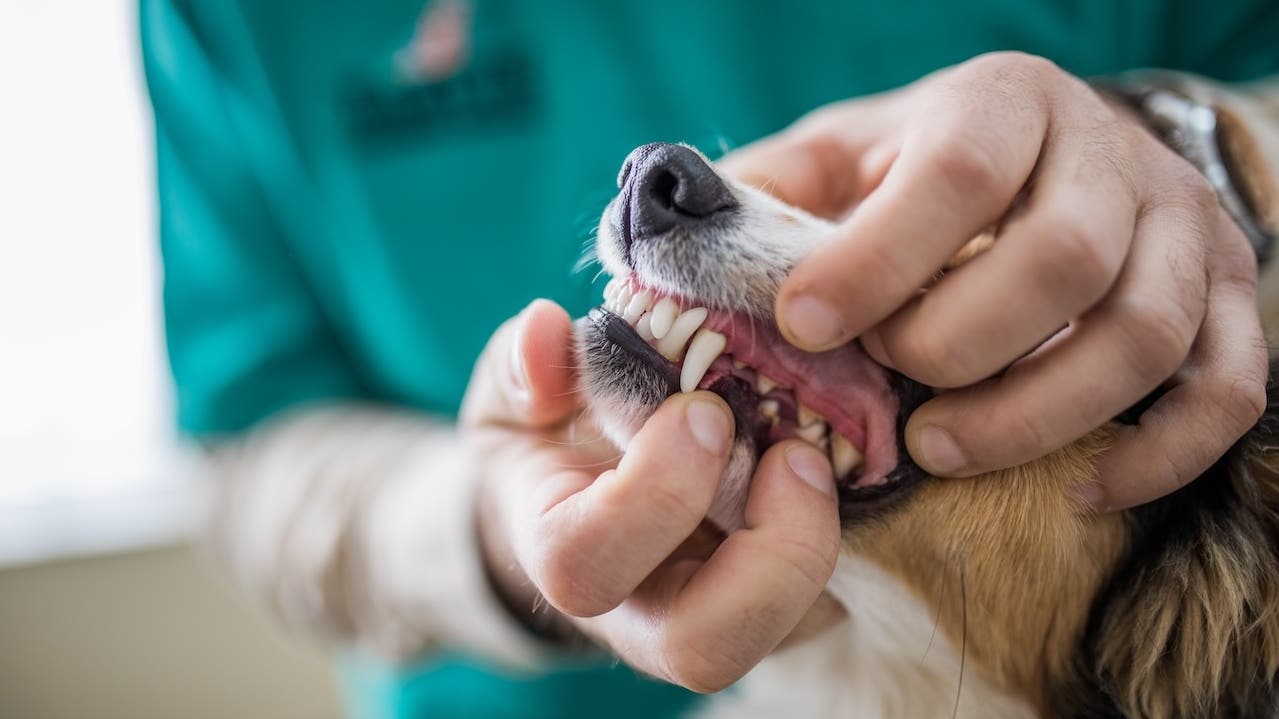 Close up of unrecognizable veterinarian examining dog's teeth at animal hospital.