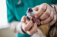 Close up of unrecognizable veterinarian examining dog's teeth at animal hospital.