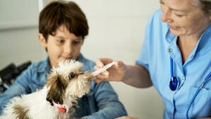 Shih Tzu Puppy Receiving Liquid Medicin