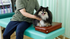 A dog at a check-up