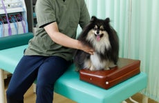 A dog at a check-up