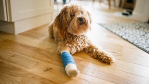 Labrador Poodle mix dog with a broken leg. He wears a blue cast while the bone heals.