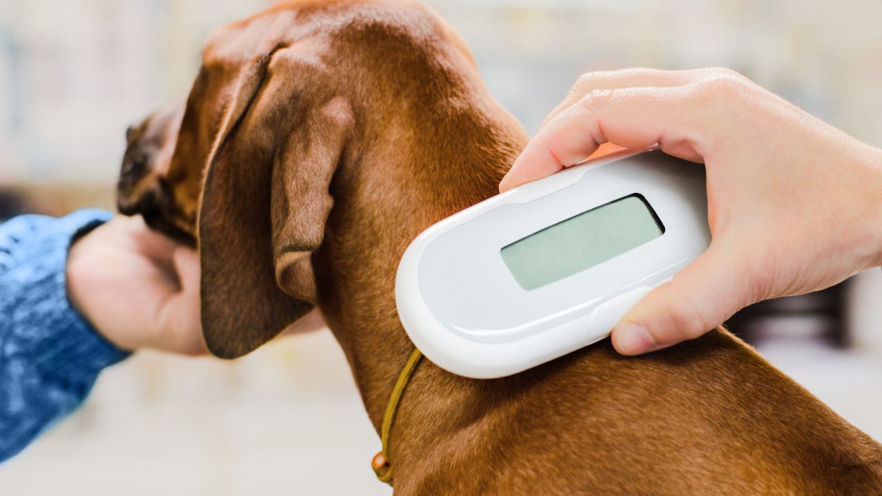 Vet checking chip implant on puppy dog