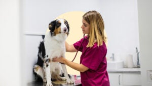 A vet checking a dog's heart rate