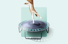 A cat bounces on a trampoline