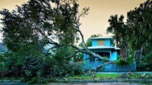 Hurricane Winds Knock Down An Oak Tree