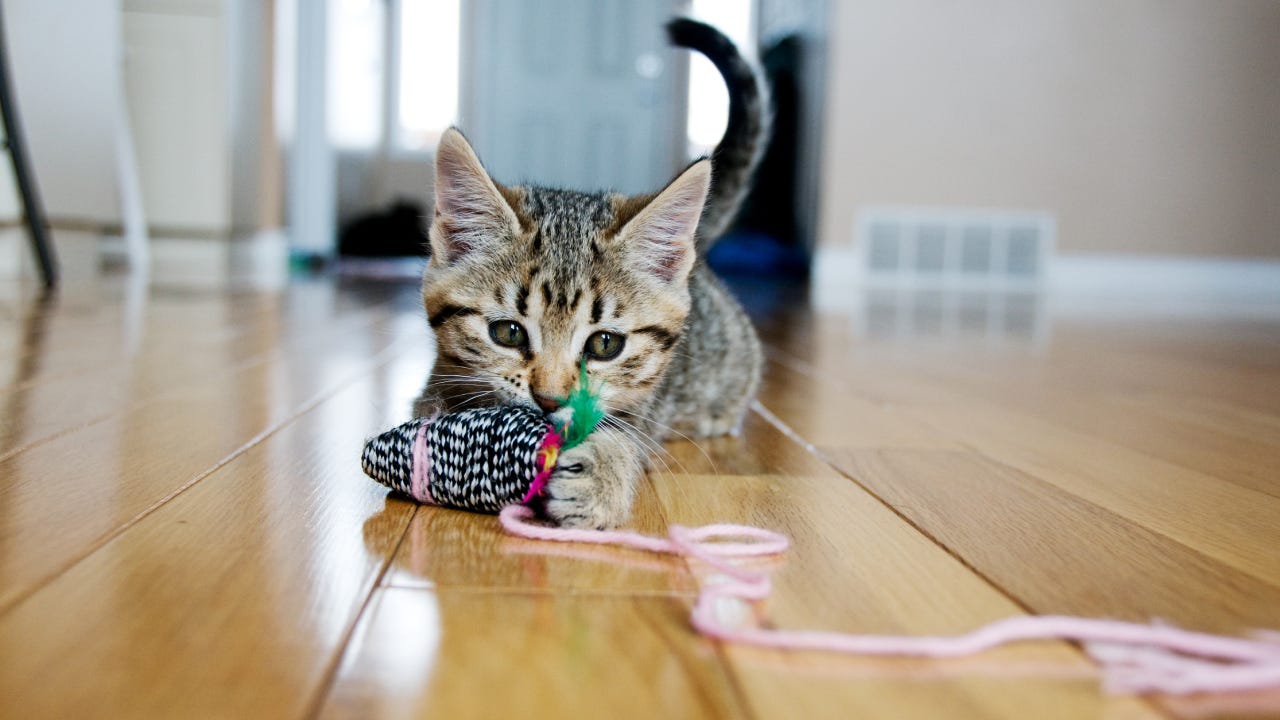 Kitten plays with toy mouse