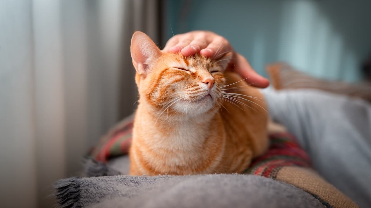 A young man petting an orange cat on a sofa