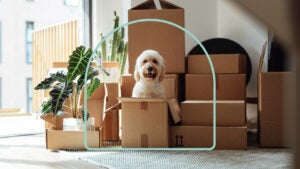 boxes packed for a home move, with cute white dog