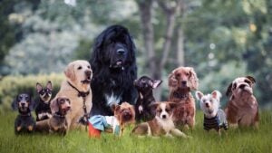 Many different breeds of dogs on the grass