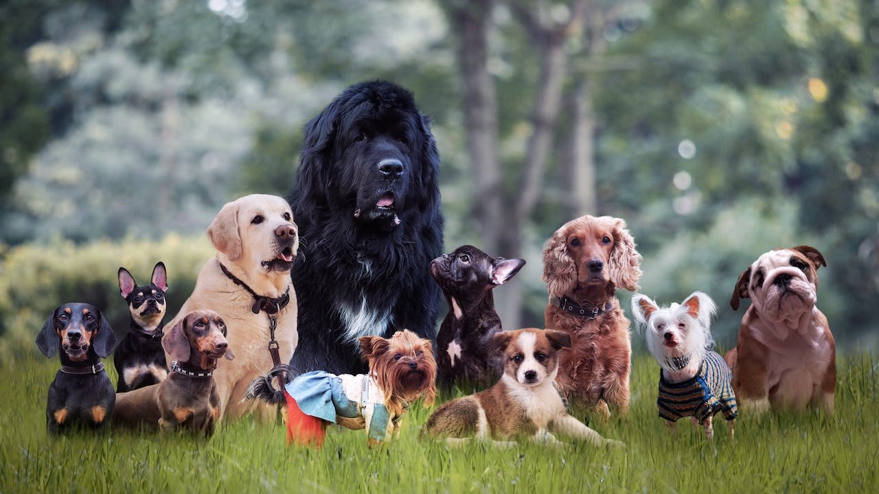 Many different breeds of dogs on the grass