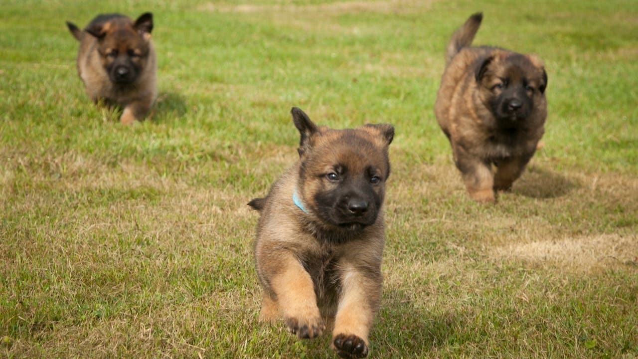 Puppies running across a field