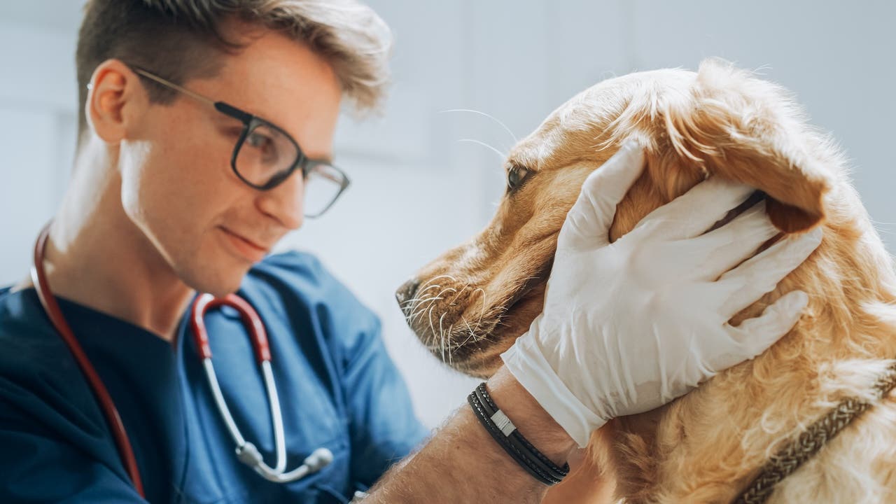 Vet examining a golden retriever