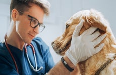 Vet examining a golden retriever