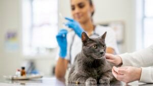 A female Veterinarian prepares a needle while an adult cat waits on her exam table for the immunization. The Vet is wearing scrubs and medical gloves for protection.