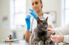 A female Veterinarian prepares a needle while an adult cat waits on her exam table for the immunization. The Vet is wearing scrubs and medical gloves for protection.