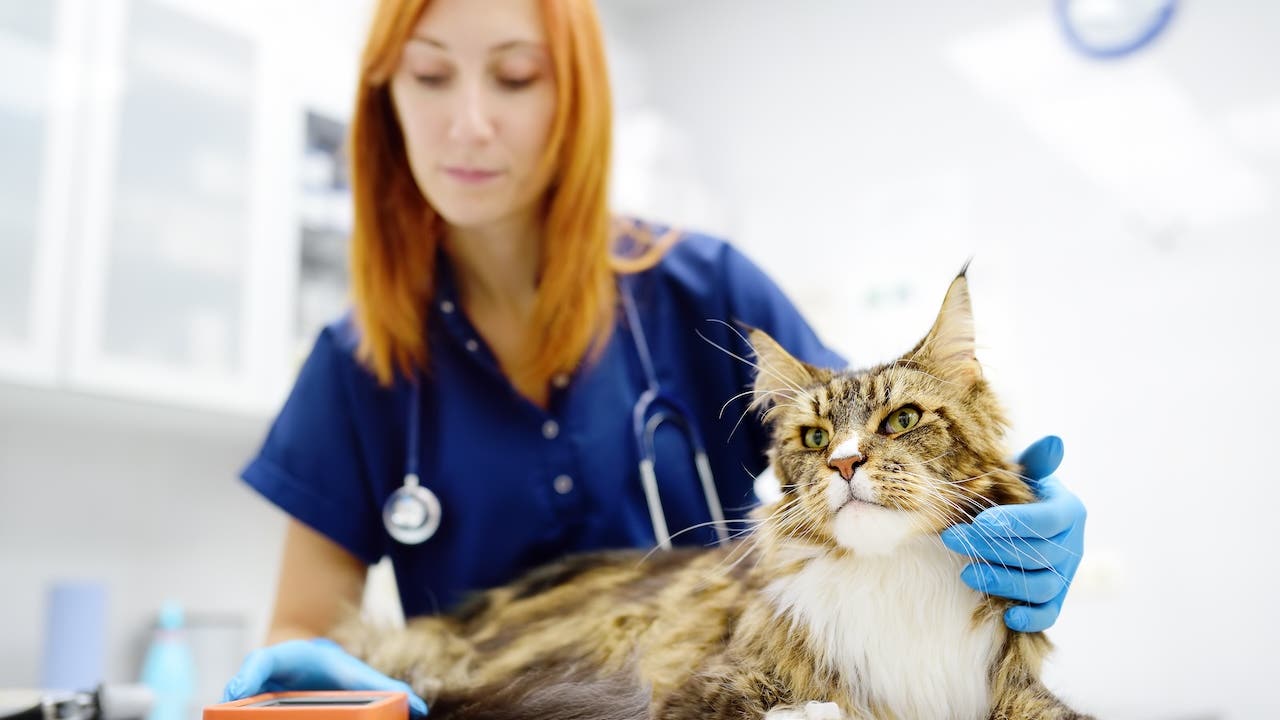 Vet measures a tomcat's blood pressure. Veterinarian doctor examining a Maine Coon cat at veterinary clinic.