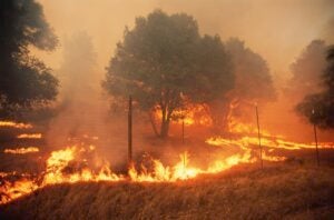 A forest fire in California