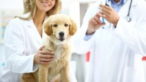 Golden Retriever puppy at vet's office.