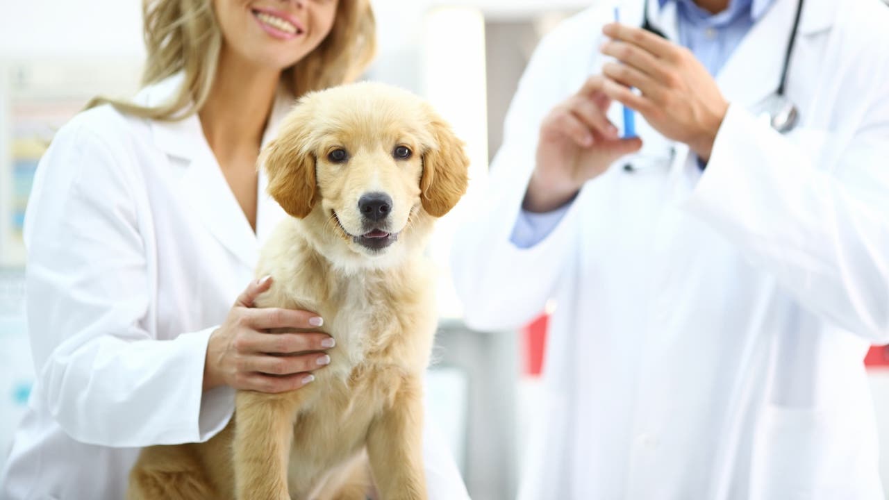 Golden Retriever puppy at vet's office.